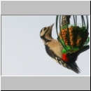 Picoides major - Buntspecht w04.jpg